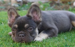 French Bulldog dogs for sale: Exceptional KC Fluffy French Bulldog Puppies - Image 1