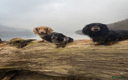 Miniature Dachshund dogs for sale: KC reg long haired mini dachshunds  - Image 7