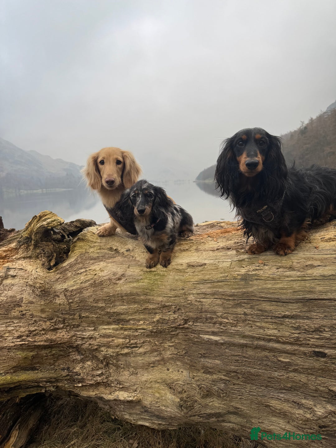 Miniature Dachshund dogs for sale: KC reg long haired mini dachshunds  - Image 7