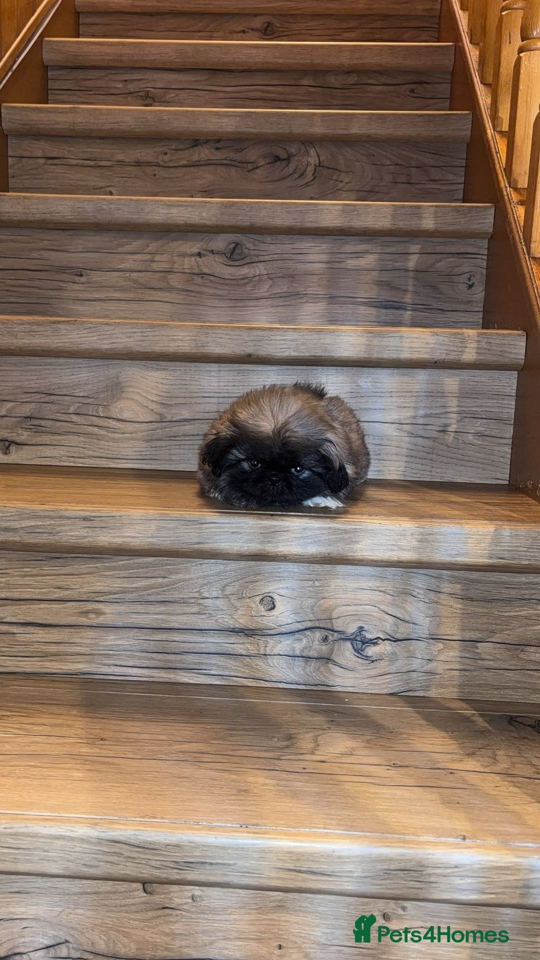 Pekingese dogs for sale: High quality Pekingese puppies  - Advert 6