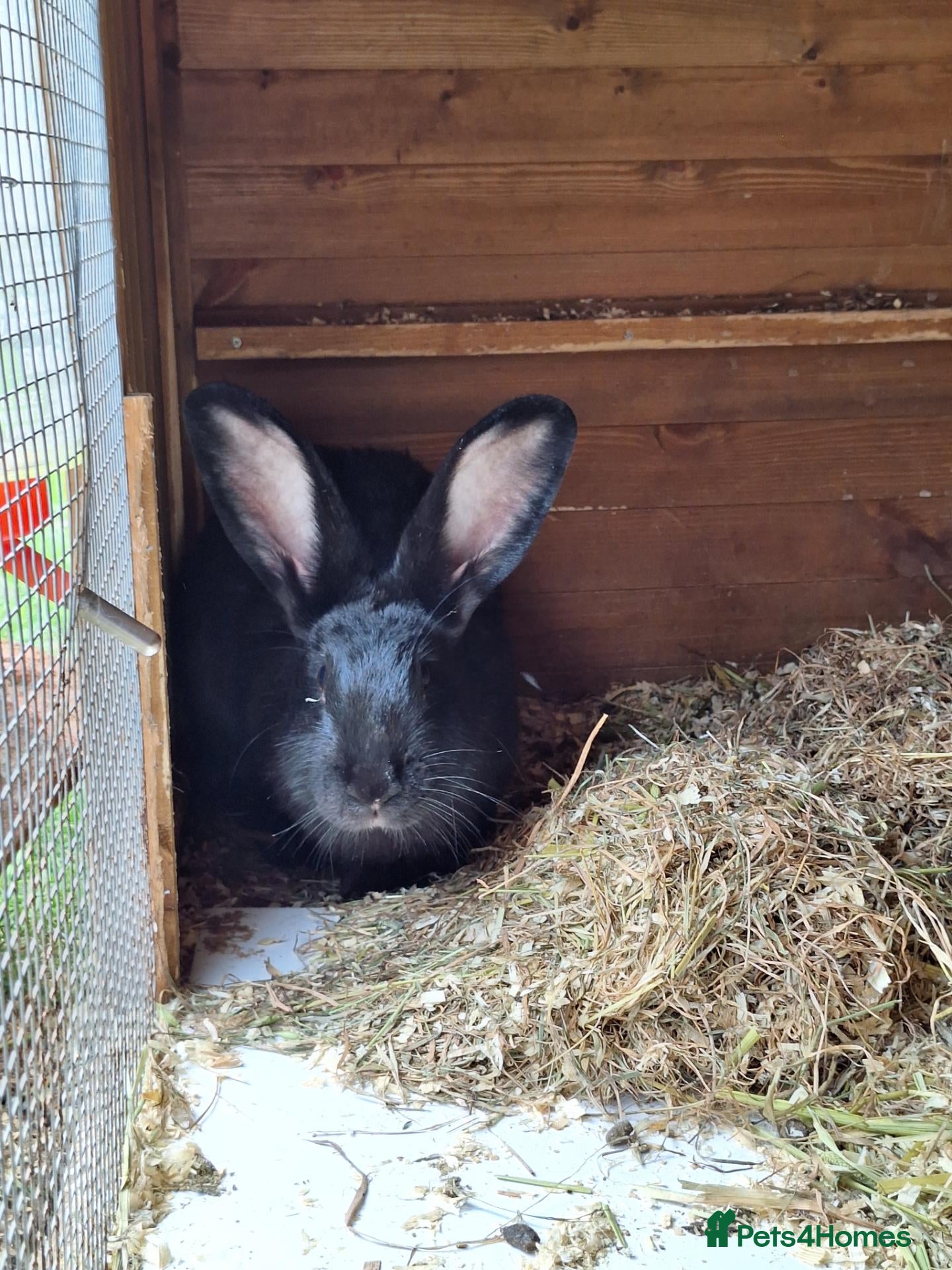 Continental Giant rabbits Young female giants looking for loving homes - Advert 2