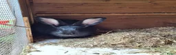 Continental Giant rabbits for sale: Young female giants looking for loving homes in Preston - Advert 2