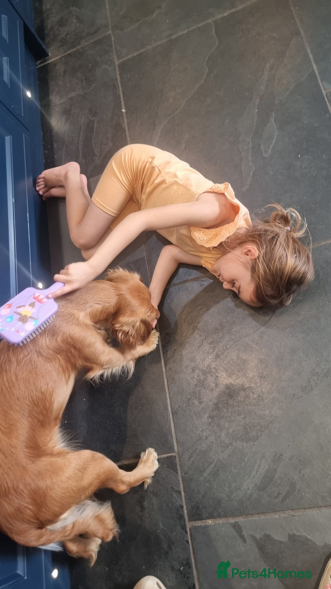 Cockapoo dogs for sale: Stunning litter of cockapoos, 2 males, 3 females - Advert 5