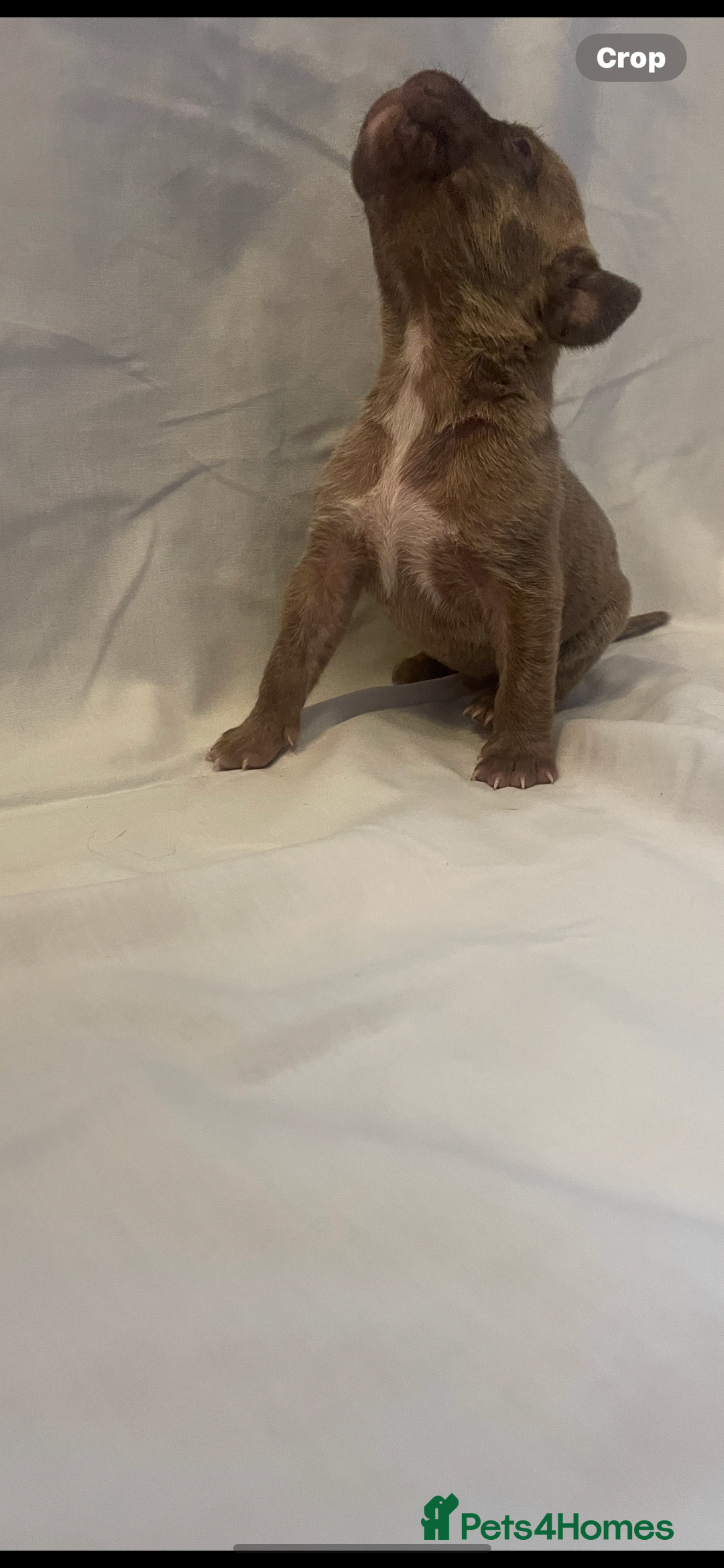 Mixed Breed dogs for sale: Cane Corso X mastiff - Image 7