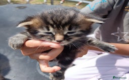 British Shorthair cats for sale:  Cute kittens for sale for £100 - Image 10