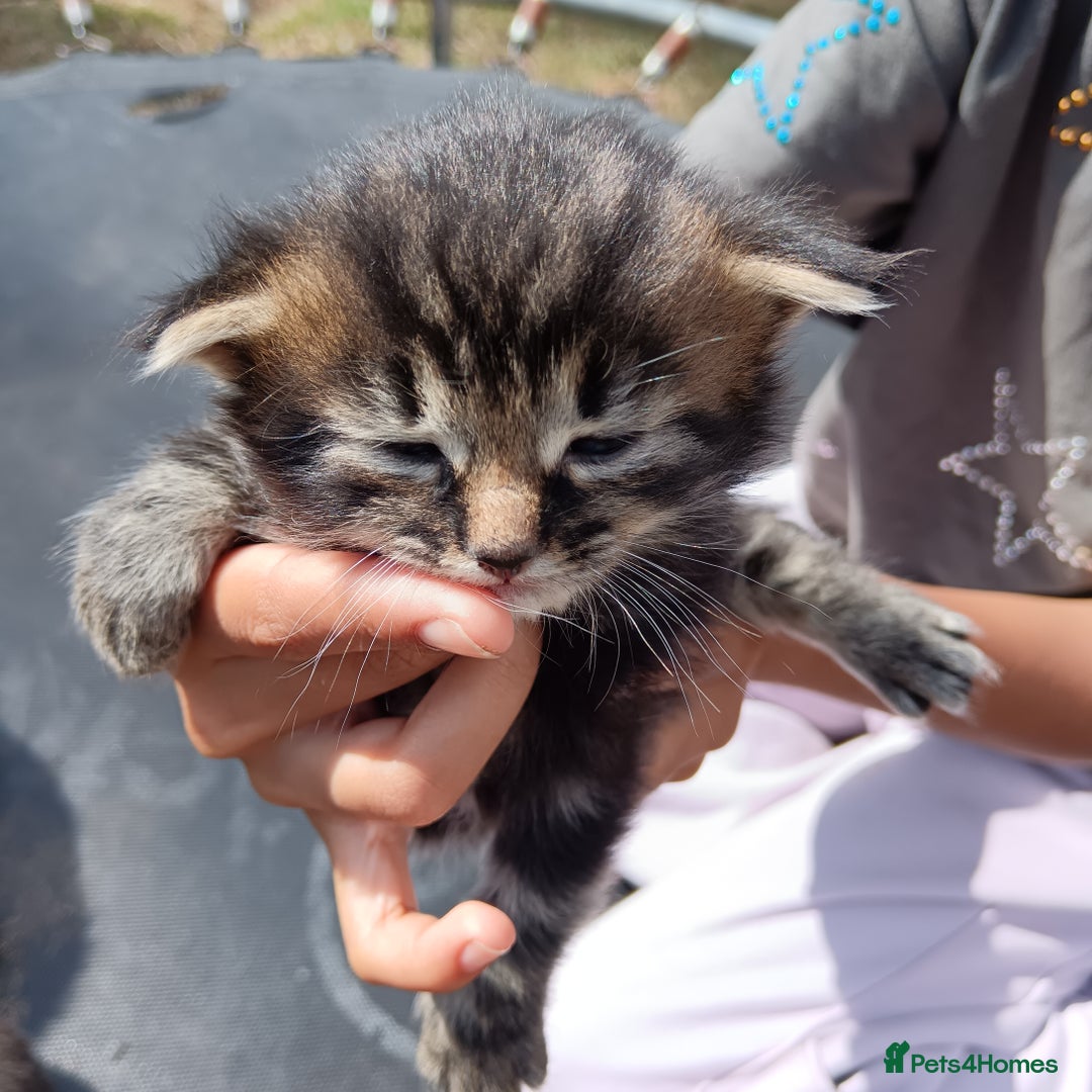 British Shorthair cats for sale:  Cute kittens for sale for £100 - Image 10