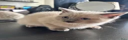 Ragdoll cats for sale: Ragdoll x mink tonkinese kittens  - Advert 10