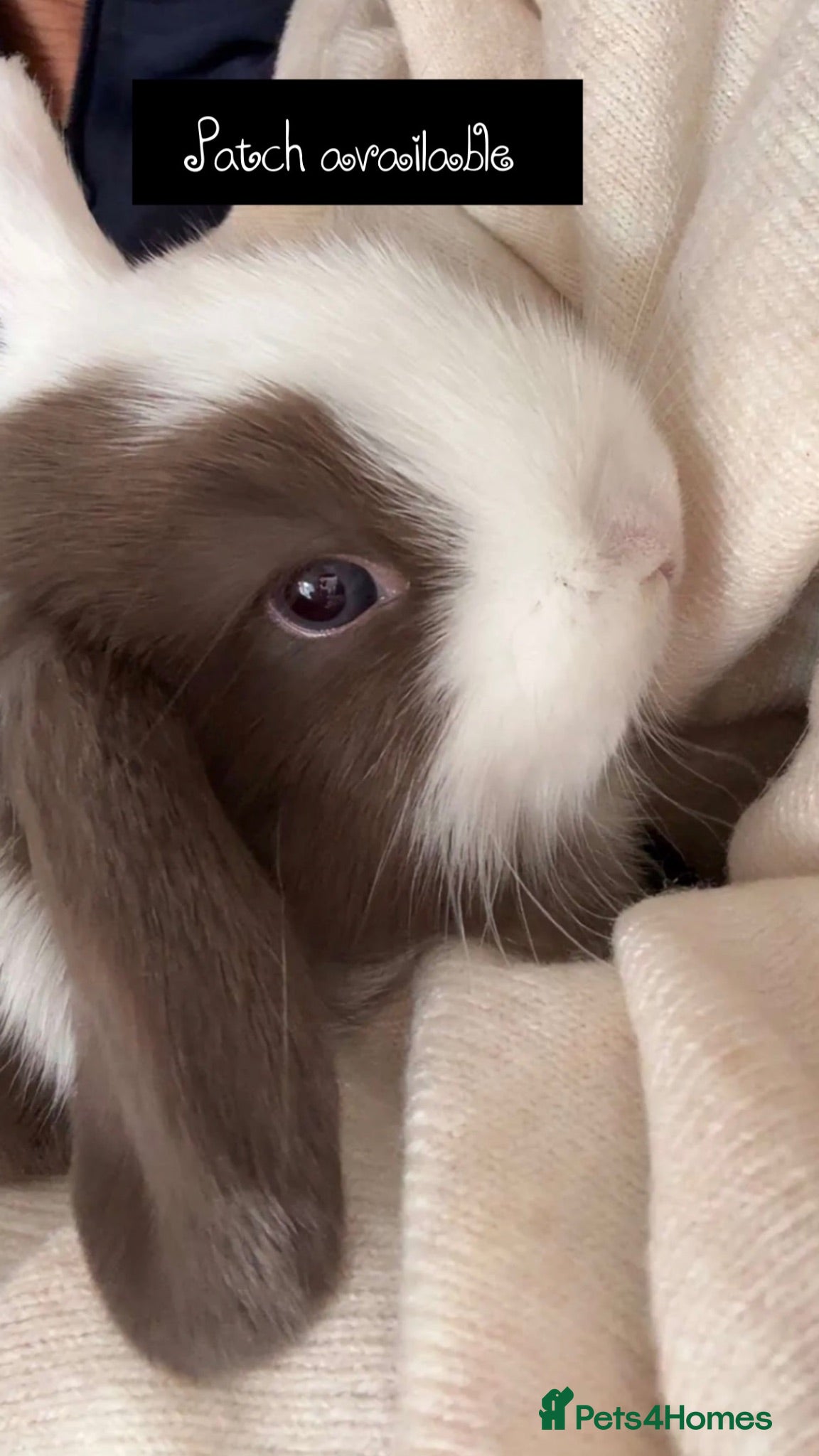 Mini Lop rabbits Please meet our gorgeous mini lops - Advert 2