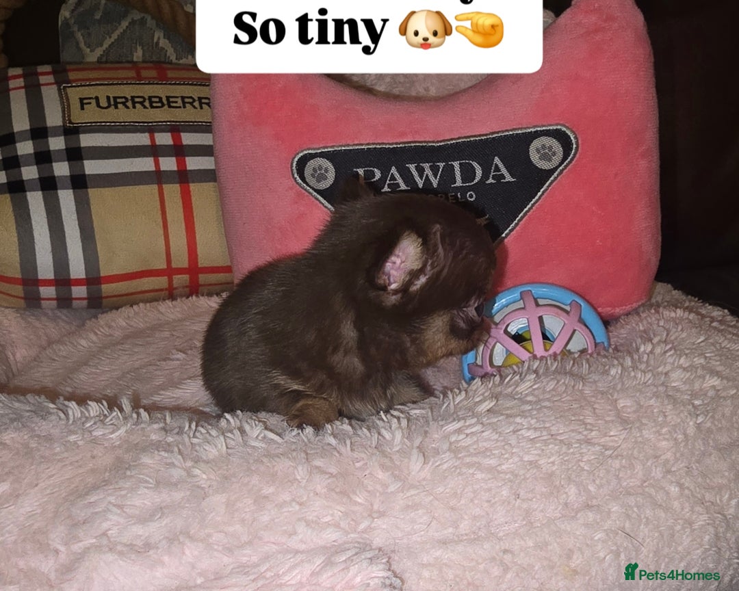 Chihuahua dogs for sale: XxQuality Chihuahua Chocolate Thai breeding pupsXx - Advert 22