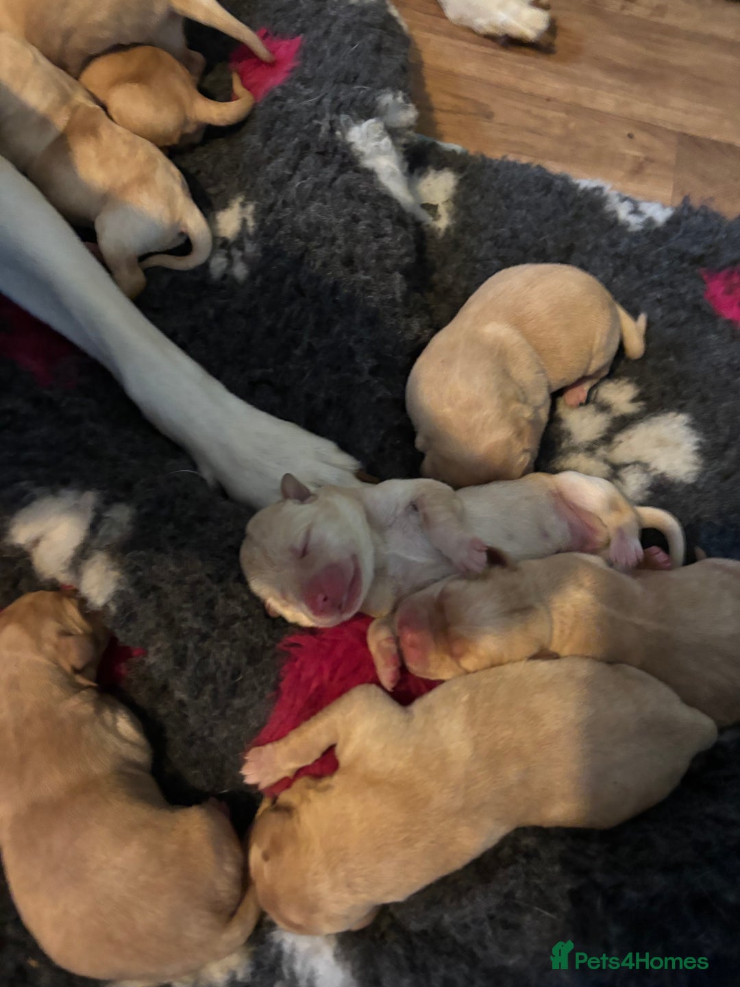 Labrador Retriever dogs for sale: Beautiful Labrador puppies - Image 10