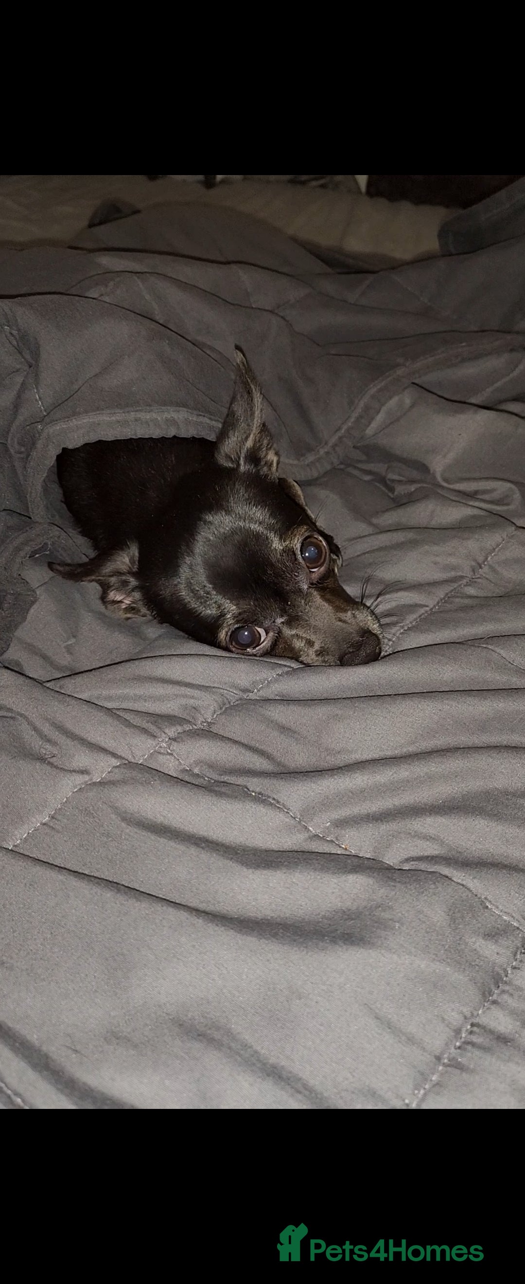 Chihuahua dogs for sale: Male chihuahua - Image 2