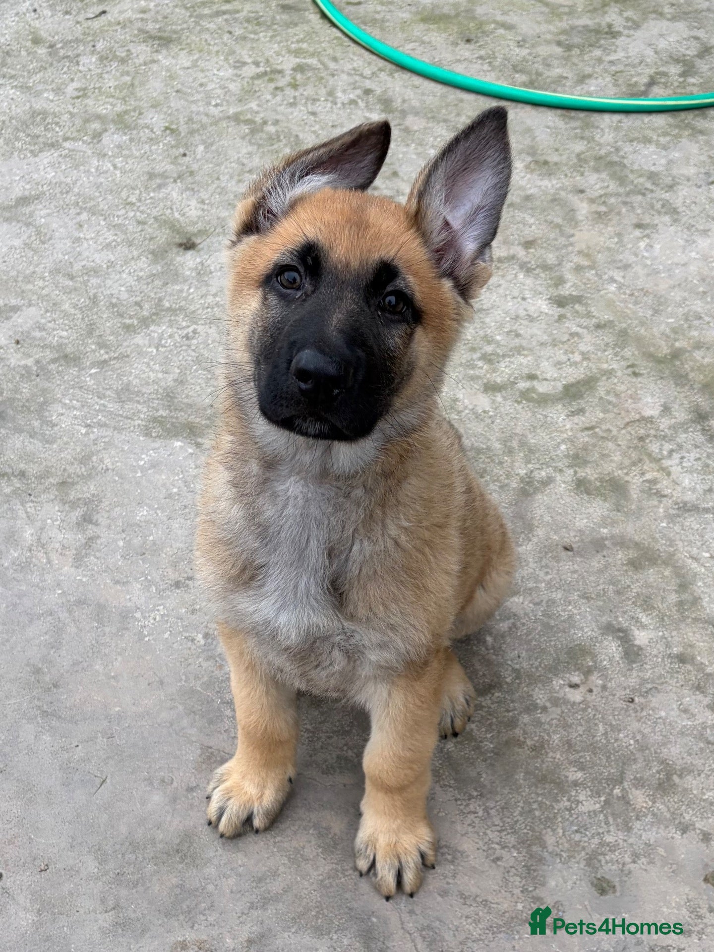 German Shepherd dogs German shepherd pups - Advert 10