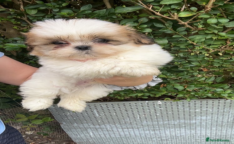 Shih Tzu dogs - Advert 2