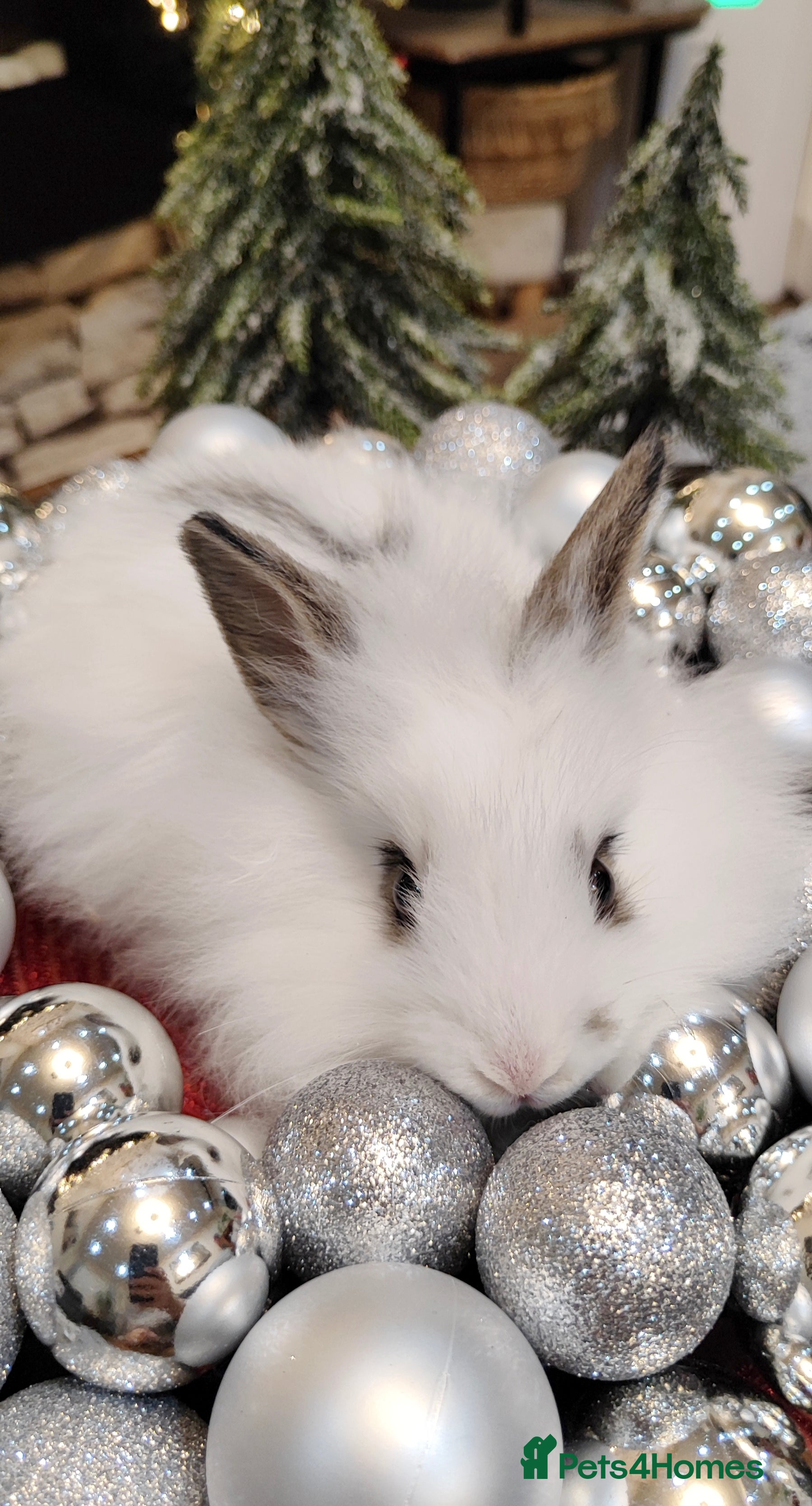 Mini Lion Lop rabbits Wonderful mini lion head lops - Advert 1