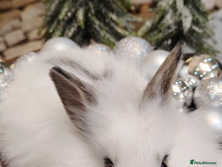 Mini Lion Lop rabbits Wonderful mini lion head lops - Advert 1