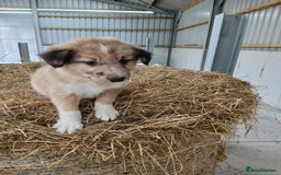 Border Collie dogs for sale: Beautiful long hair puppies  - Image 16