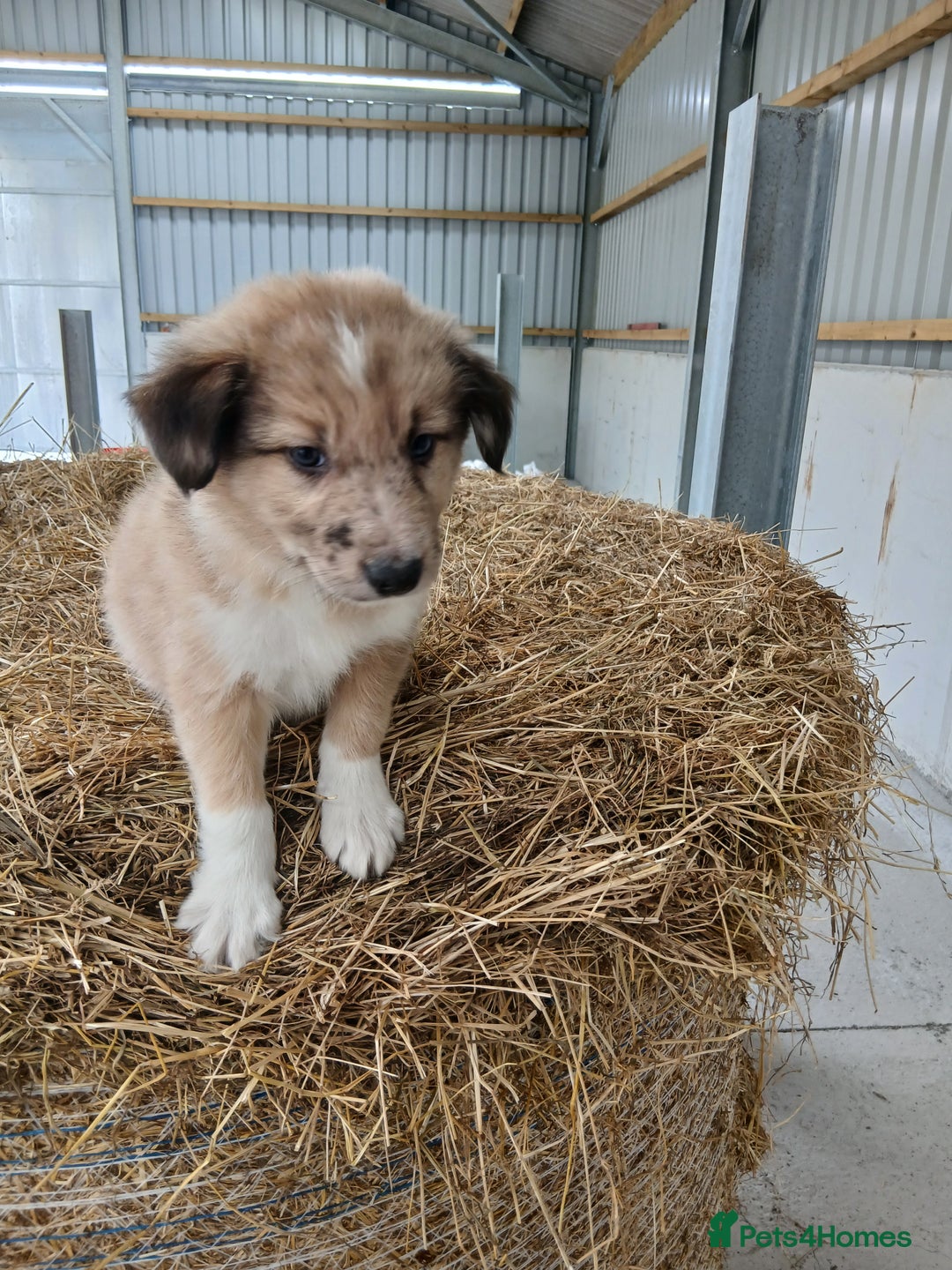 Border Collie dogs for sale: Beautiful long hair puppies  - Image 16