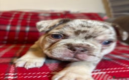 French Bulldog dogs for sale: QUALITY FRENCH BULLDOG PUPPIES - Advert 11