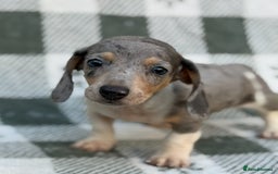 Miniature Dachshund dogs for sale: KC Reg Miniature Dachshund Puppies  - Image 10