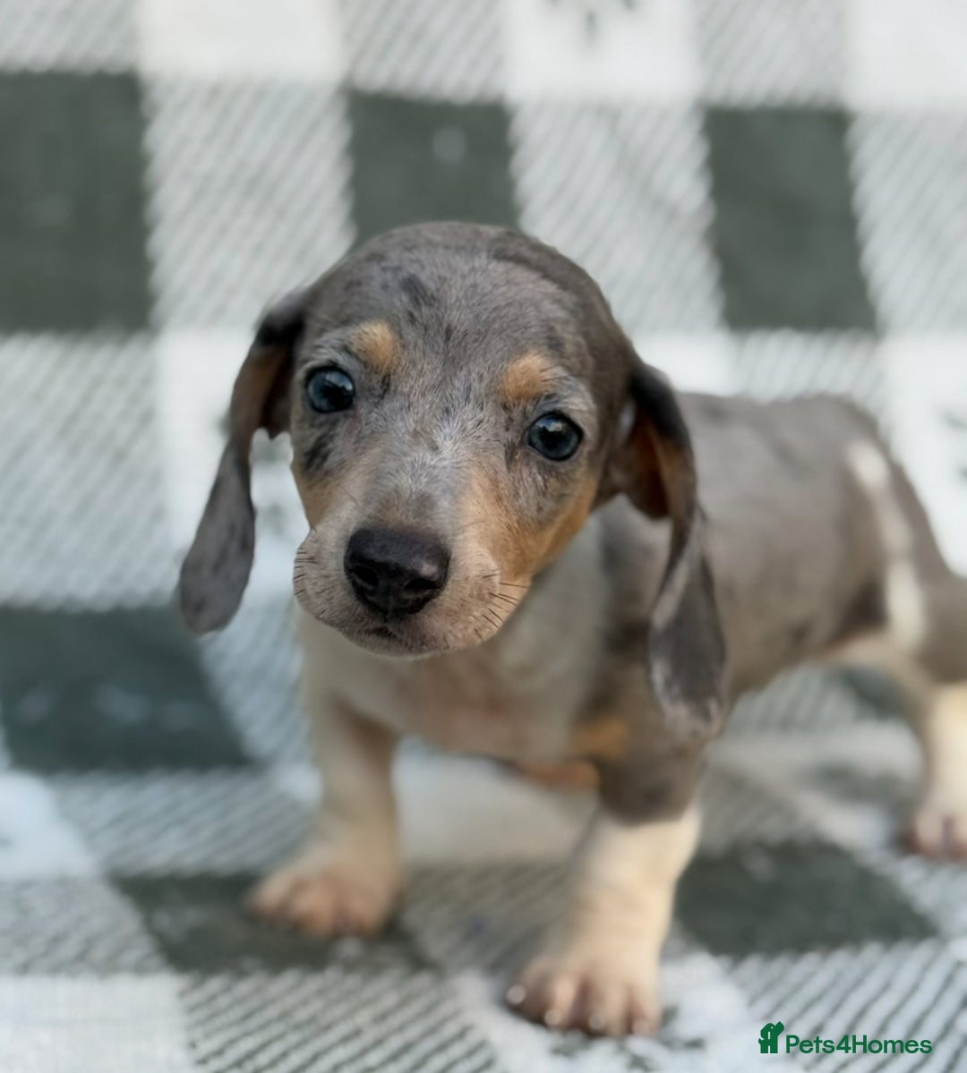 Miniature Dachshund dogs for sale: KC Reg Miniature Dachshund Puppies  - Image 10
