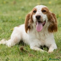 Cocker Spaniel dogs working cocker for stud Lemon & White Kc reg in Taunton - Advert 11