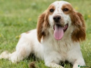 Cocker Spaniel dogs for stud in Taunton - Advert 1