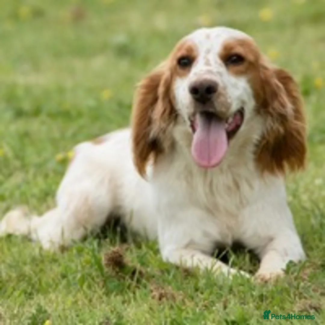 Cocker Spaniel dogs for stud: working cocker for stud Lemon & White Kc reg in Taunton - Advert 1