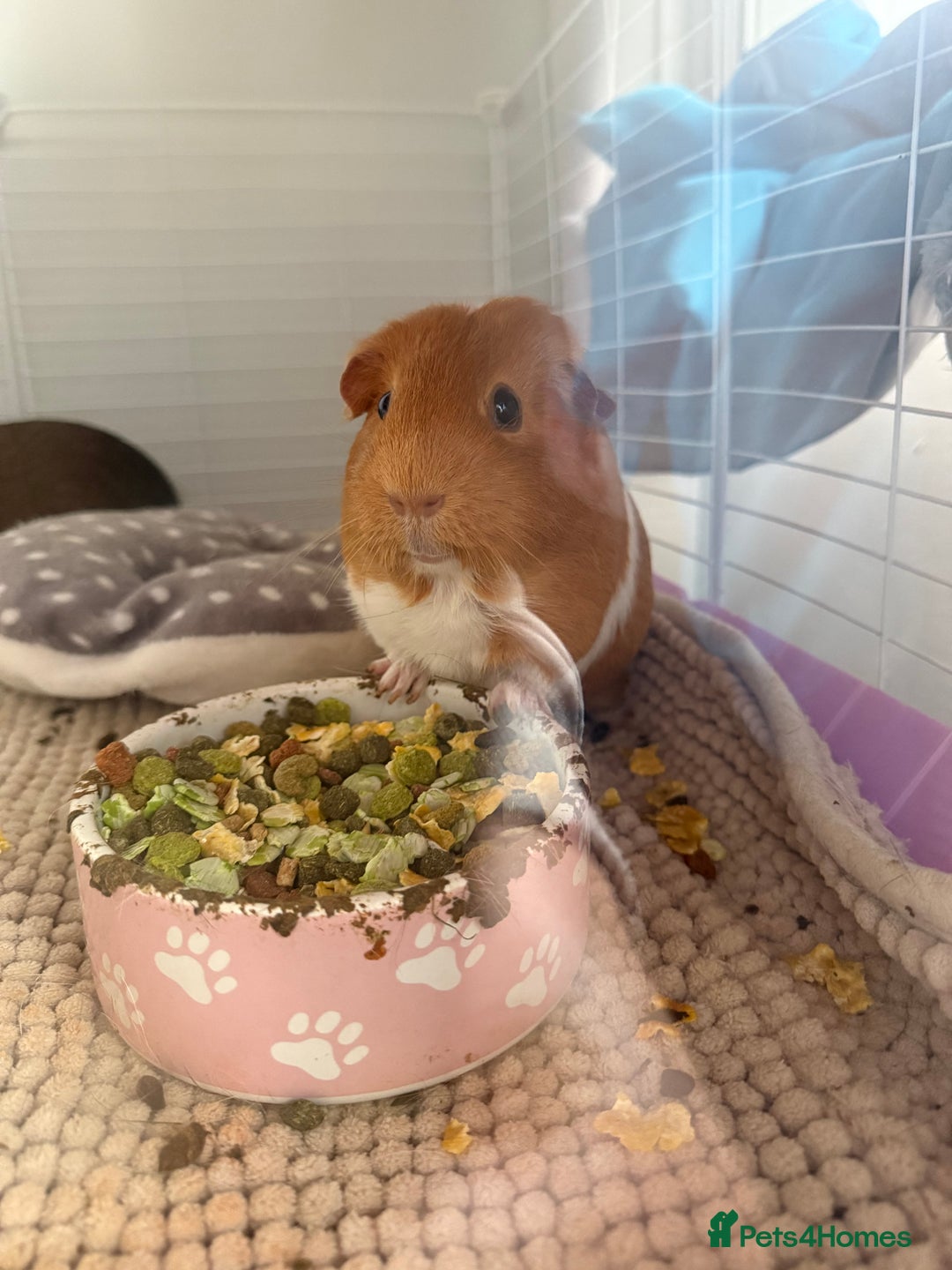 Guinea Pig rodents for sale: 3 female Guinea pigs for sale  - Advert 1