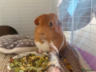 Guinea Pig rodents 3 female Guinea pigs for sale - Advert 19