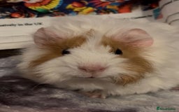 Guinea Pig rodents for sale: Gorgeous Baby Piggies 3 x Girls - Image 11