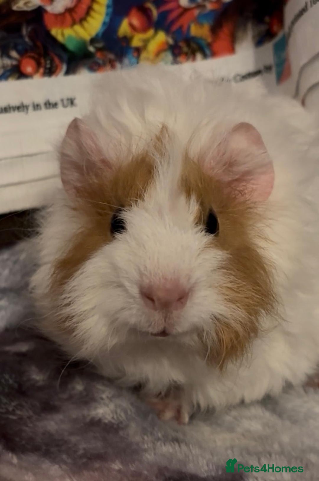 Guinea Pig rodents for sale: Gorgeous Baby Piggies 3 x Girls - Image 11