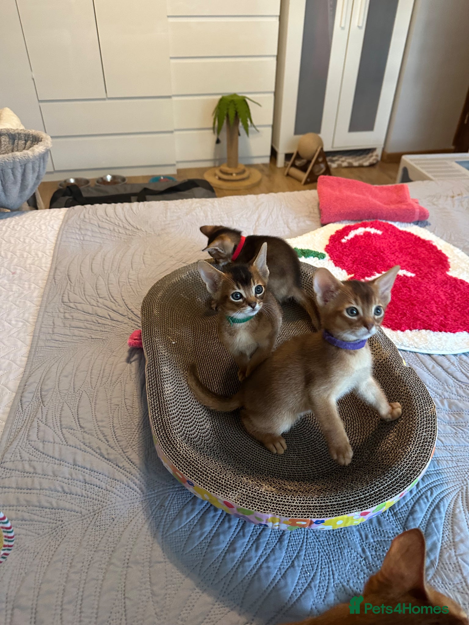 Abyssinian cats Abyssinian kittens  - Advert 17