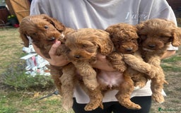 Cockapoo dogs for sale: 1 BOY LEFT! cockapoo F1b, PRA tested - Image 5