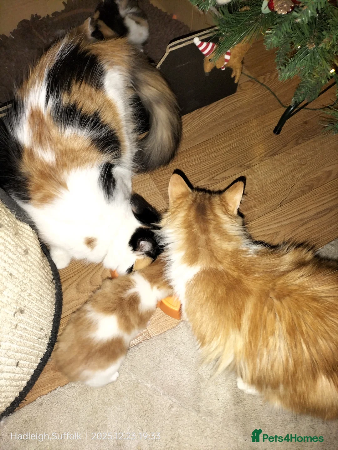 Mixed Breed cats for sale: GORGEOUS DOG AND HOOVER PROOF LONG HAIRED KITTENS - Advert 7