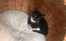 British Shorthair cats for sale: Two female kittens available half British blue - Advert 7