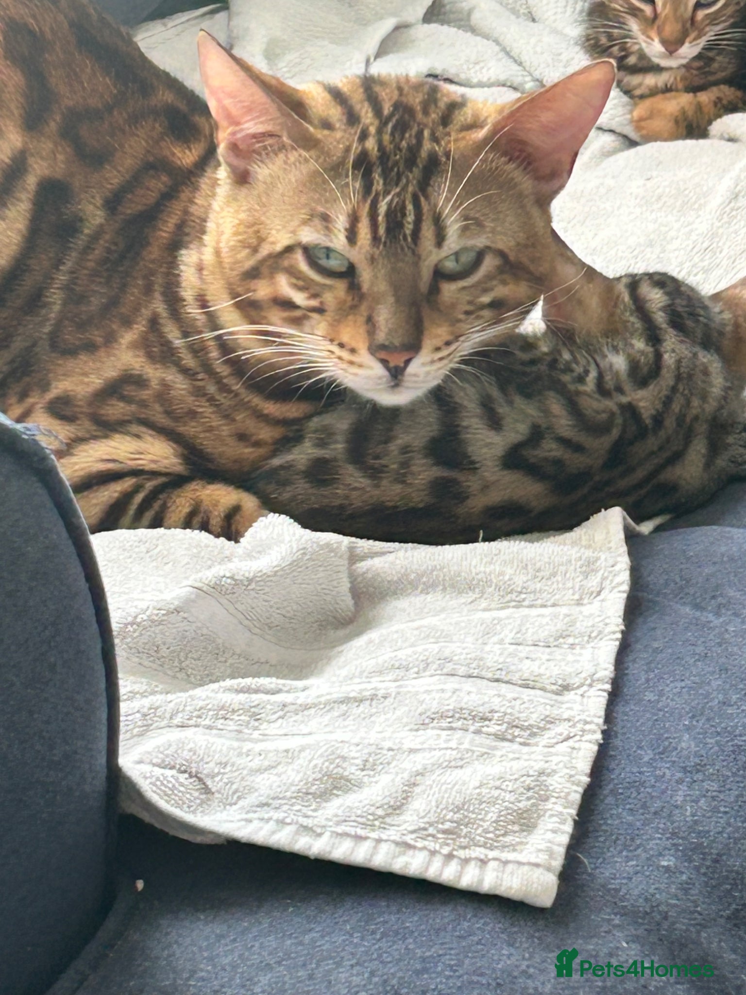 Bengal cats Pure breed Bengal kittens - Advert 1