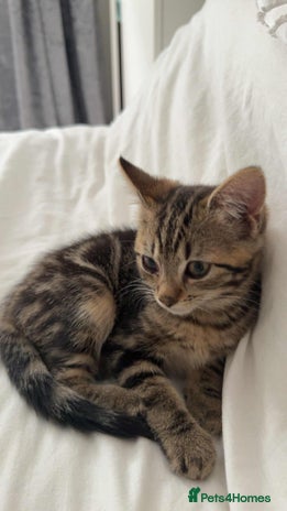 Persian cats - Advert 2