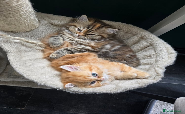 Persian cats - Advert 3