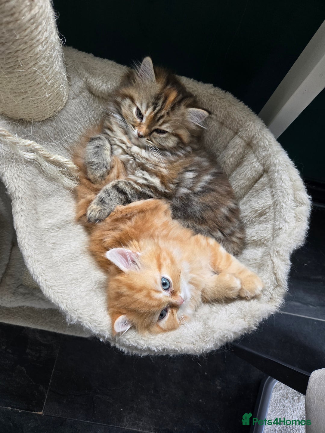 Persian cats for sale: Outstanding Full Persian Kittens for Sale - Image 3