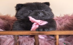 Chow Chow dogs for sale: Beautiful KC registered Chow Chow puppies  - Image 11