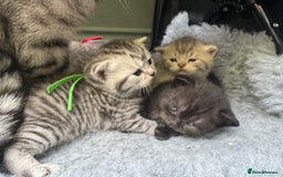 Scottish Fold cats for sale: Scottish fold/ Scottish striaght BSH kittens  - Image 13