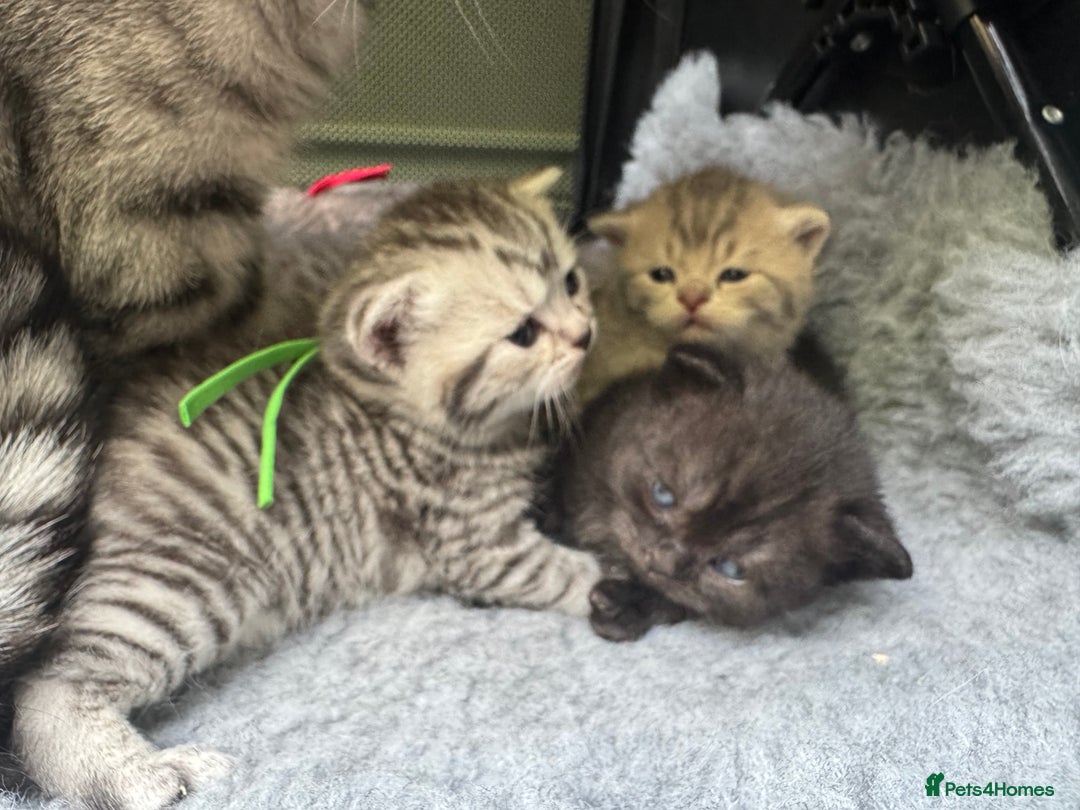 Scottish Fold cats for sale: Scottish fold/ Scottish striaght BSH kittens  - Image 13