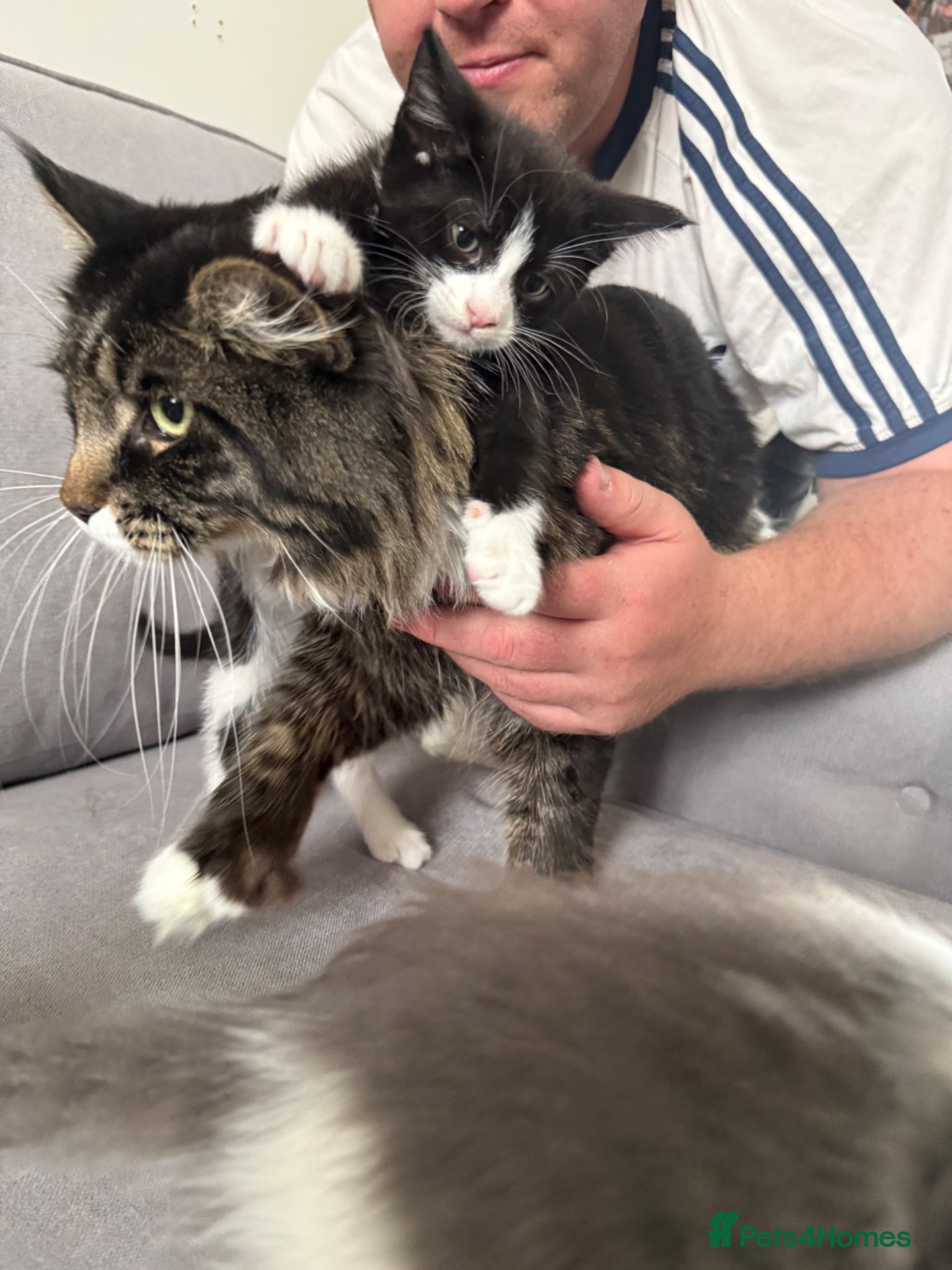 Maine Coon cats 2 Half Maine Coon Babies Searching For Furever Lap - Advert 12