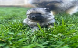 Keeshond dogs for sale: One female available  - Image 7