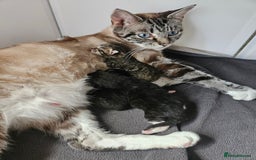 Domestic Shorthair cats for sale: 4 gorgeous kittens looking for there forever homes - Image 7