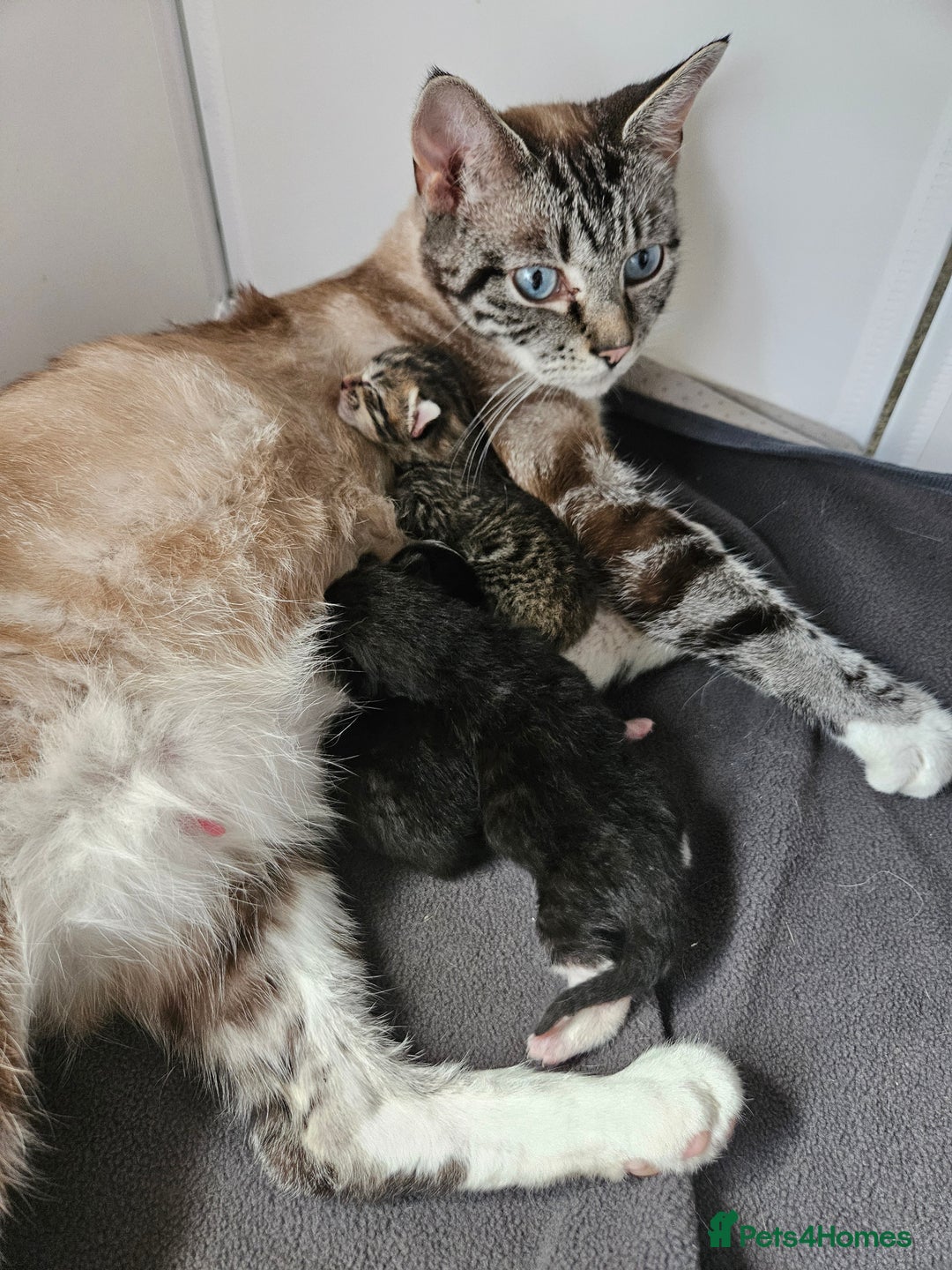 Domestic Shorthair cats for sale: 4 gorgeous kittens looking for there forever homes - Image 7