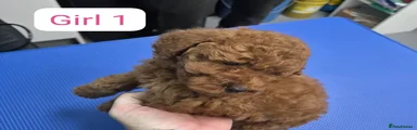 Miniature Poodle 4