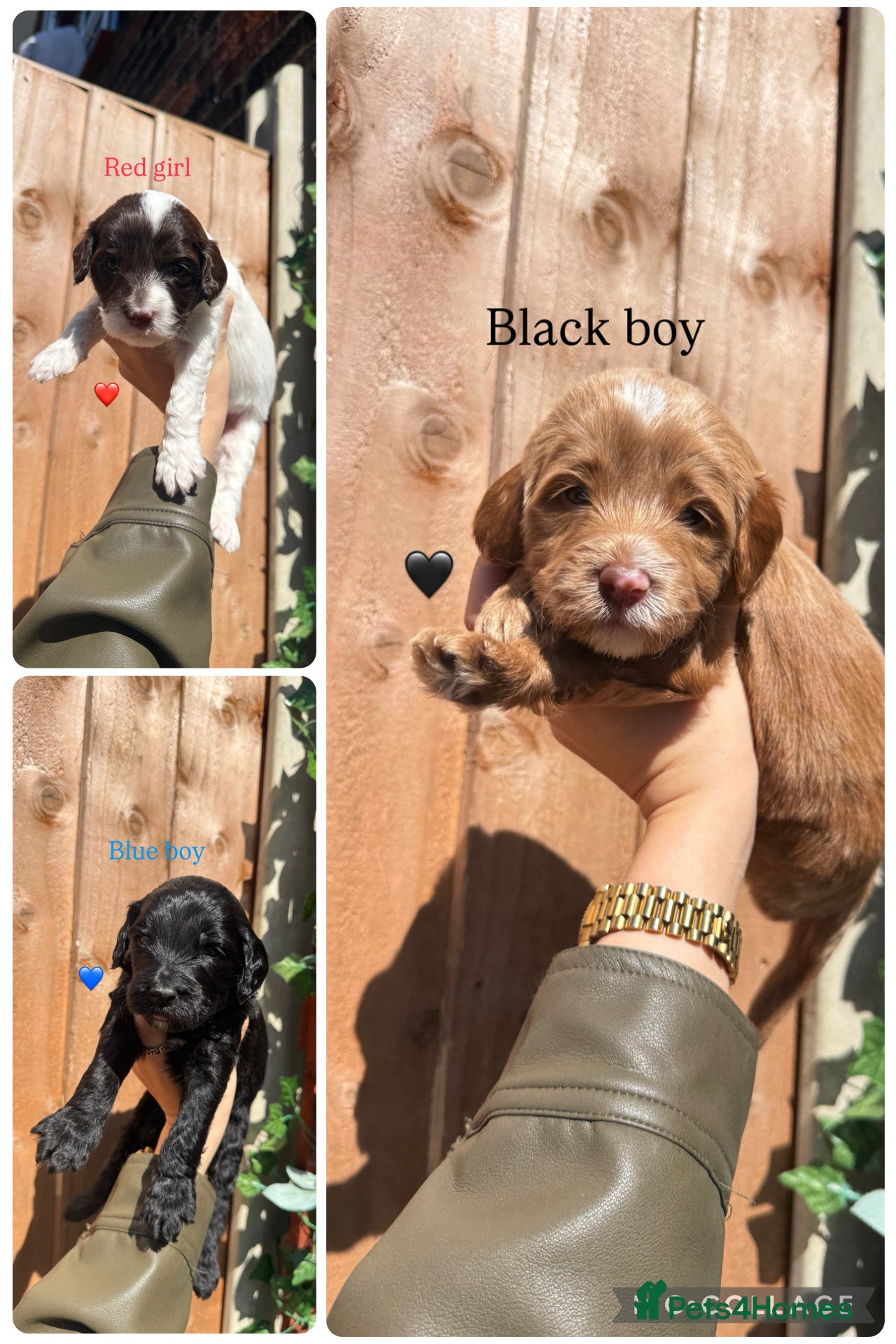 Australian Labradoodle dogs 7 MULTIGEN Australian Labradoodles Pups 🐶🧸  - Advert 4