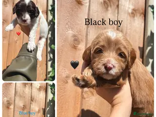 Australian Labradoodle dogs 7 MULTIGEN Australian Labradoodles Pups 🐶🧸 - Advert 4