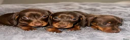 Miniature Dachshund dogs for sale: 🐾 Beautiful Dachshund Puppies ❤️ - Advert 6